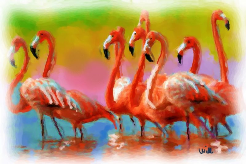 flamingo_0907